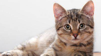 Дерматит у кошек: виды и симптомы - mur.tv