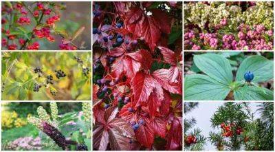 Осенние ядовитые и несъедобные ягоды, топ-15 красивых и опасных растений - lublusebya.ru