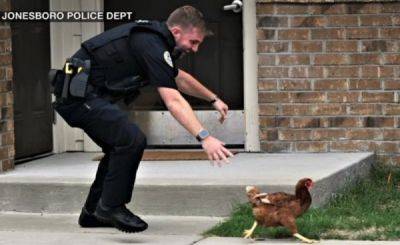 Полицейские арестовали курицу, которая кошмарила американку - porosenka.net