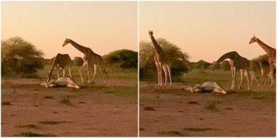 Трогательный момент: жирафы прощаются с умершим сородичем - porosenka.net - Англия - Юар - Кения
