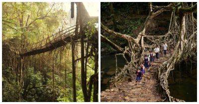 Удивительные живые и почти вечные мосты в Индии - porosenka.net - Индия - Индонезия