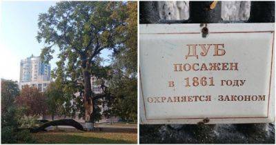 В Орле раскололся знаменитый дуб, посажённый в честь отмены крепостного права - porosenka.net - Россия - Орел