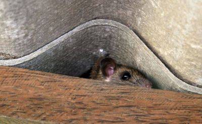 Мыши под полом, в стенах дома, за гипсокартоном: простой способ быстро от них избавиться - lifehelper.one