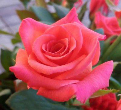 Импульс — роза чайно-гибридная. Уникальный цвет, описание - milayaya.ru - Германия