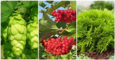 5 растений на даче, которые скрыто вредят другим садово-огородным культурам - milayaya.ru