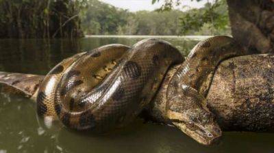 Доказательства существования Якумама всеядной 50-и метровой змеи в Амазонке - chert-poberi.ru - Бразилия - Аргентина - Парагвай