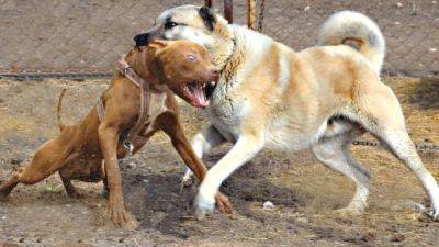 Защищая свою собаку, пенсионер убил напавшего пса и его хозяина - porosenka.net