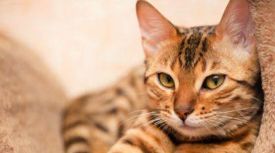 Глисты у кошек: симптомы, лечение и профилактика - mur.tv