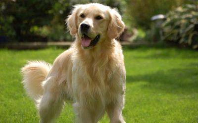Суд в Колумбии признал собаку членом "многовидовой" семьи - porosenka.net - Колумбия - Washington - Богота