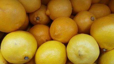 Как правильно хранить лимоны: свежие и ароматные, не сохнут и не плесневеют - belnovosti.by