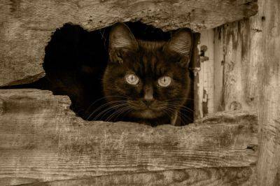 За что не любят чёрную кошку? - shkolazhizni.ru - Китай - Россия - Сша - штат Индиана