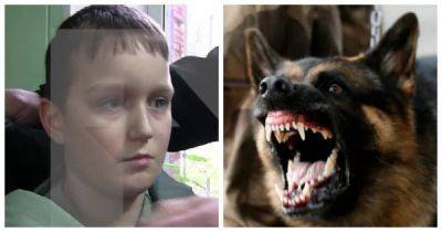 В Ярославле мужики спасли мальчика от агрессивных собак. А хозяин псов даже не вмешался и спокойно… - porosenka.net - Ярославль