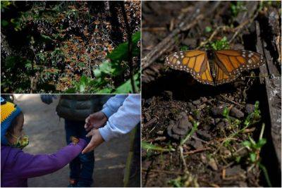 Миллионы бабочек-монархов прилетают зимовать в Мексику - porosenka.net - Канада - штат Калифорния - Мексика