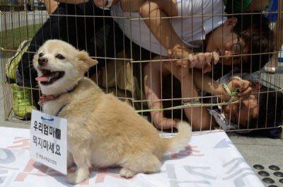 Власти Южной Кореи запретят употреблять в пищу собачье мясо - porosenka.net - Южная Корея