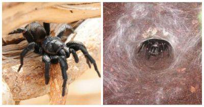 Сиднейский воронковый паук – скромник, который может организовать массу проблем - porosenka.net - Англия