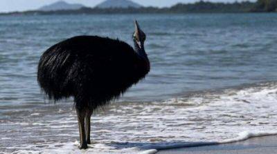 В Австралии заметили самую опасную птицу в мире. Она вышла из океана - porosenka.net - Австралия