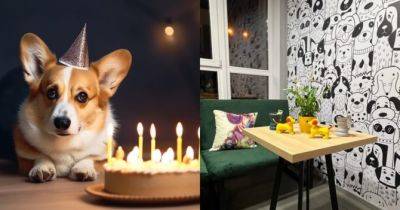 У Києві відкривається кафе для собак: фото та дата відкриття - womo.ua - місто Київ