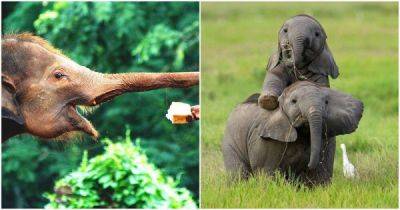 Большие и умные: почему мы любим слонов - porosenka.net