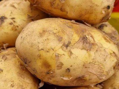 Можно ли употреблять картофель, на котором есть трещины и бугры: обидно, что многие этого не знают - lifehelper.one