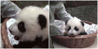 В Московском зоопарке у трёхмесячной панды появились зубки - porosenka.net