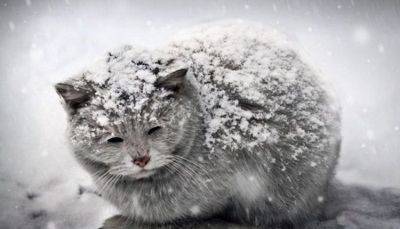 Как помочь бездомным кошкам зимой - fokus-vnimaniya.com