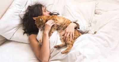 Можно ли спать с кошкой в кровати - mur.tv