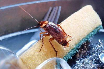 Неочевидные положительные качества тараканов, несмотря на которые мы их всё равно ненавидим - porosenka.net