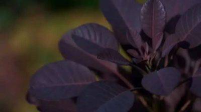 Посадите фиолетовые растения — таинственная изюминка в дизайне сада - lublusebya.ru