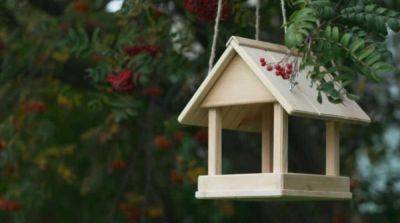 10 креативных самодельных кормушек для птиц для вашего сада или балкона - mur.tv