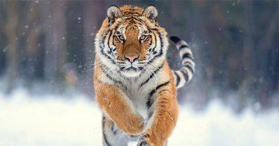 Сергей Арамилев - В Приморье тигр стал по-хозяйски расхаживать по местным посёлкам - porosenka.net - Приморье край
