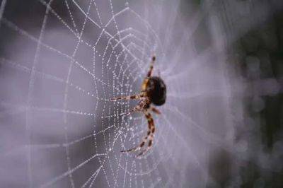 Копеечный способ борьбы с пауками: посадите это растение в доме, и вы забудете о них навсегда! - lublusebya.ru