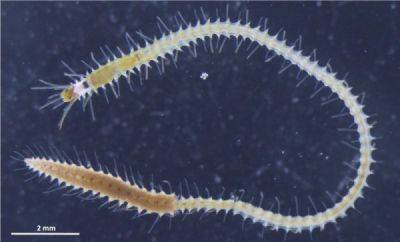 Эволюция, прекрати: задняя часть морского червя отдельно от хозяина ищет любви - porosenka.net - Япония - Токио