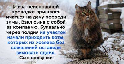 Приехал на дачу посреди зимы и уже через полдня на моём участке собрались коты, которых хозяева бросили там зимовать в одиночестве - lifehelper.one - Россия