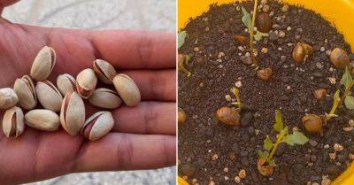 Решила я как-то вырастить фисташки из семян, вот что у меня получилось - takprosto.cc - Италия - Греция - Испания - Узбекистан - Турция - Сирия