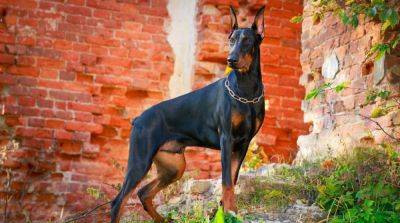 ТОП-5 самых красивых собак, которые покорят ваше сердце - mur.tv - Германия - Англия - Япония - Хорватия