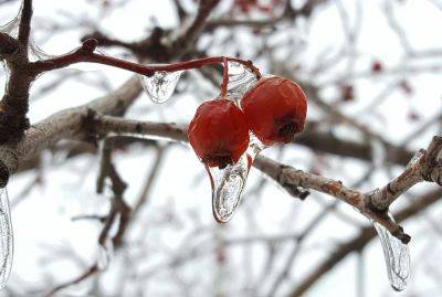 Ледяной дождь в саду зимой: как спасти деревья? - nashsovetik.ru