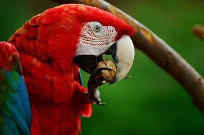 Может ли домашний попугай быть шпионом? Животные как тайные агенты - lifehelper.one