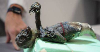 Ученые просканировали мумию японской «русалочки» - porosenka.net - Сша - Япония - штат Огайо - штат Кентукки - Фиджи