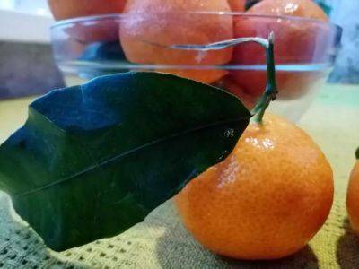Как долго и где можно хранить мандарины в домашних условиях: советы хозяйкам - belnovosti.by