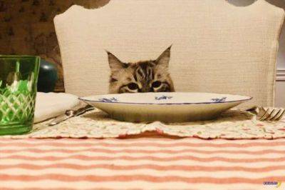 Котов советуют кормить до 20 раз в сутки - chert-poberi.ru