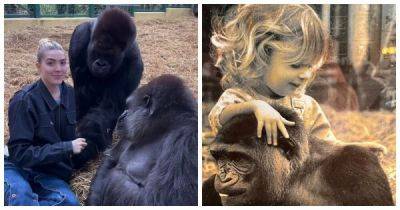 Ближе к природе: девушка кормит горилл, которых знает с младенчества - porosenka.net