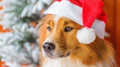 Безопасный Новый год для ваших любимцев: о чём должны знать владельцы собак - mur.tv