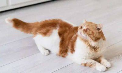 Не нервируйте ее: 6 признаков, что у вашей кошки сильный стресс - milayaya.ru