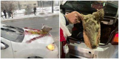 В Омске водитель прицепил на капот голову косули и катался так по городу - porosenka.net - Омск - Омская обл.