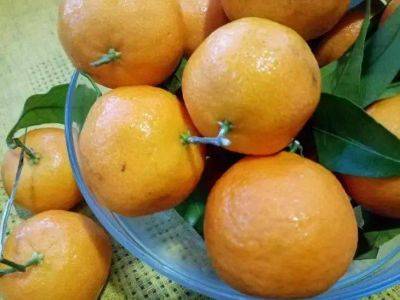 Как сделать кислые мандарины сладкими за 30 секунд: секретный способ - lifehelper.one