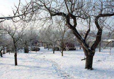Надо ли утаптывать снег вокруг плодовых деревьев: дачникам на заметку - lifehelper.one - Россия