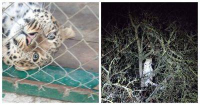На Ставрополье леопард покалечил хозяина и сбежал из частного дома - porosenka.net - Ставрополье край