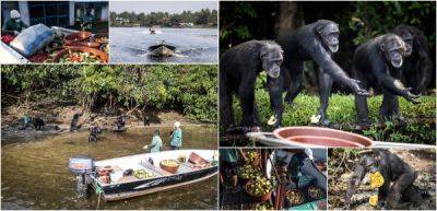 Шимпанзе использовали для экспериментов, а затем бросили на необитаемых островах - porosenka.net - Сша - New York - Либерия