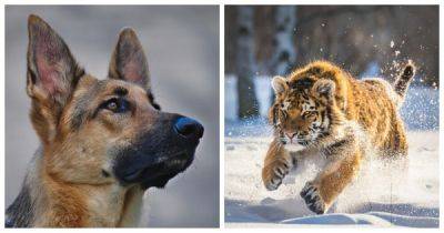 В Хабаровском крае тигр сначала утащил в лес домашнюю собаку, а потом - её хозяина - porosenka.net - Хабаровский край