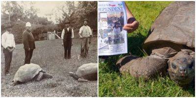 Черепаха Джонатан стала самым старым существом на земле, отметив свой 191 день рождения - porosenka.net - Святая Елена